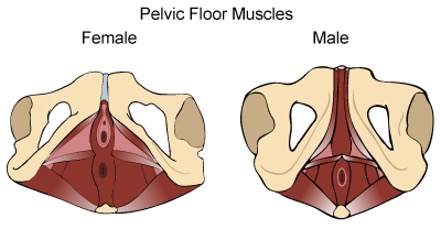 pelvis2